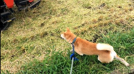 atrueengel's tweet photo. 追いかけろ。。オイカケロ。。トラクターをともって吠えまくる柴犬 https://t.co/J3tIFDHD8s