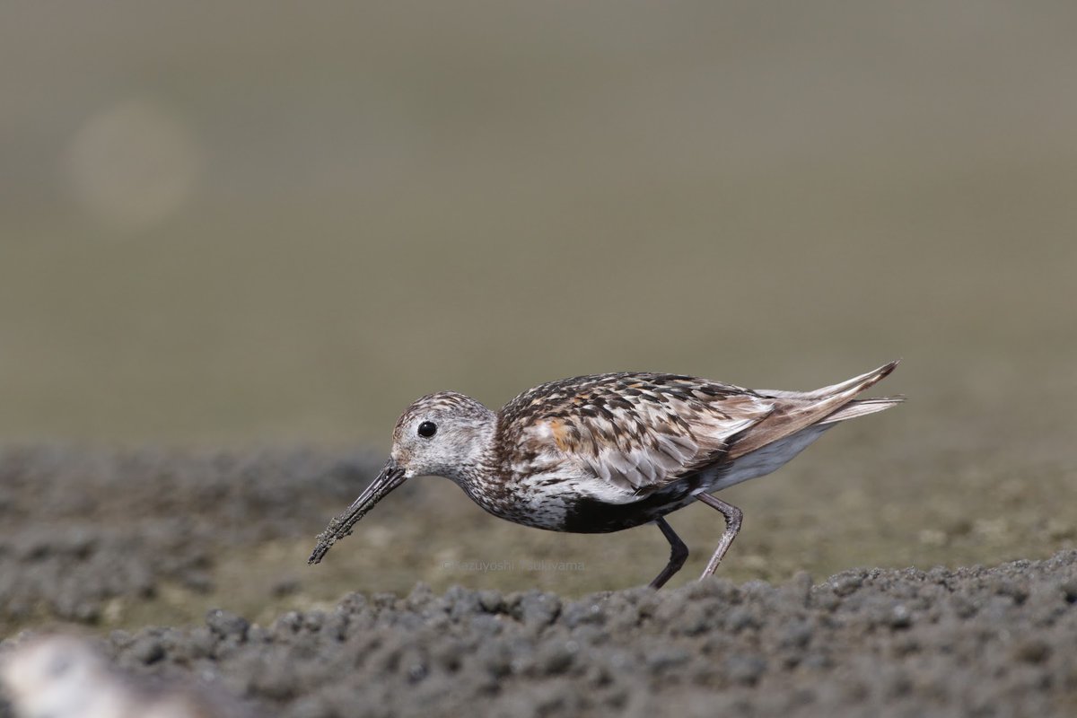 TsukiyamaKazu's tweet image. #ハマシギ
冬羽への換羽が始まる最も傷んだ状態