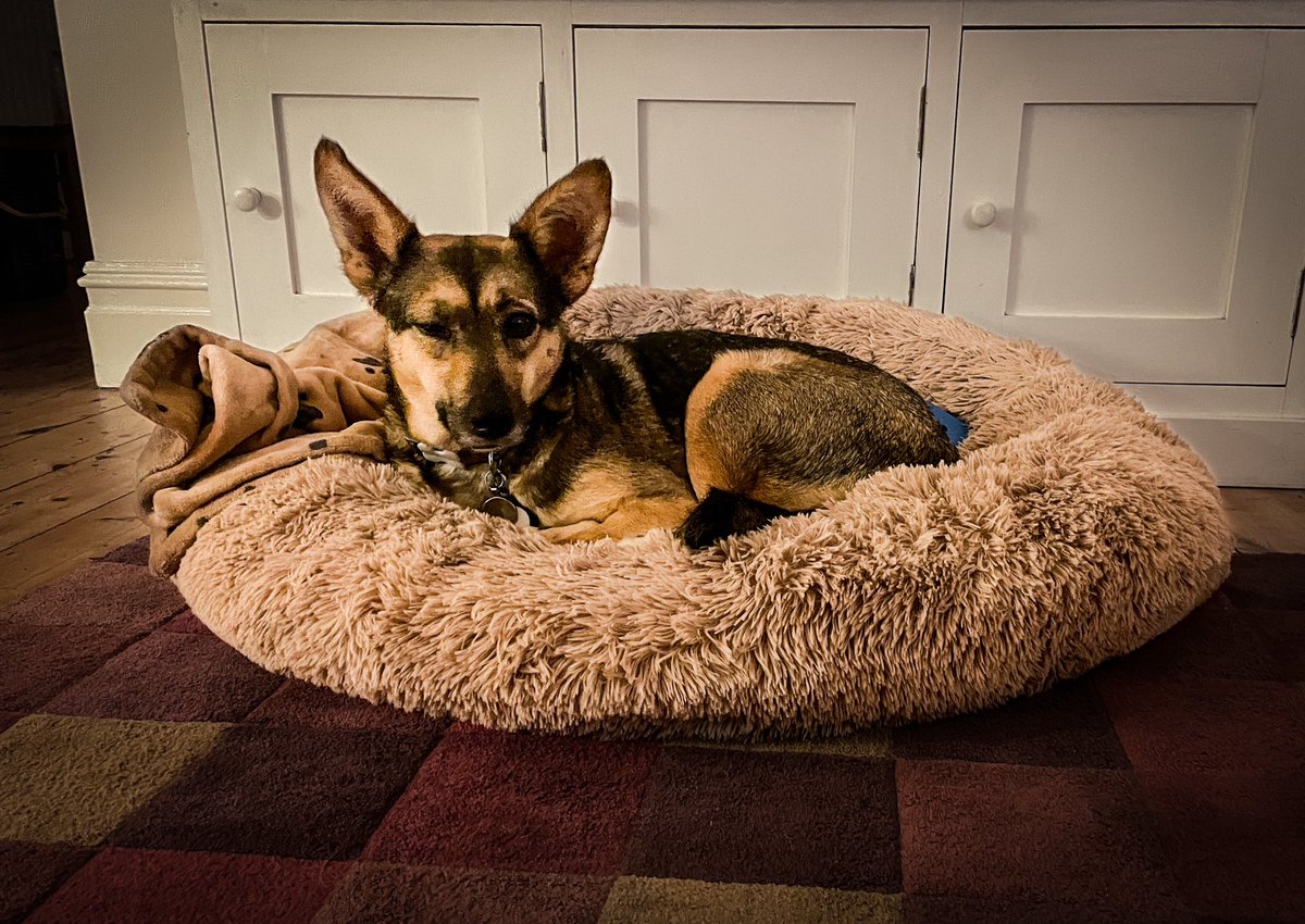 Sociable Dog tweet media