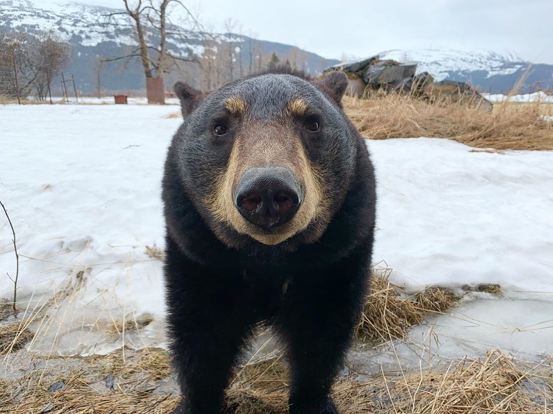 akwildlife's tweet photo. Well hello there, Mr. Kobuk! 🙃 Kobuk was found as a cub in Valdez where he picked up the habit of eating out of trash cans. He was relocated to AWCC where he enjoys climbing trees, playing with sticks and running with the wolves. 🐺 https://t.co/vtxWupxmHz