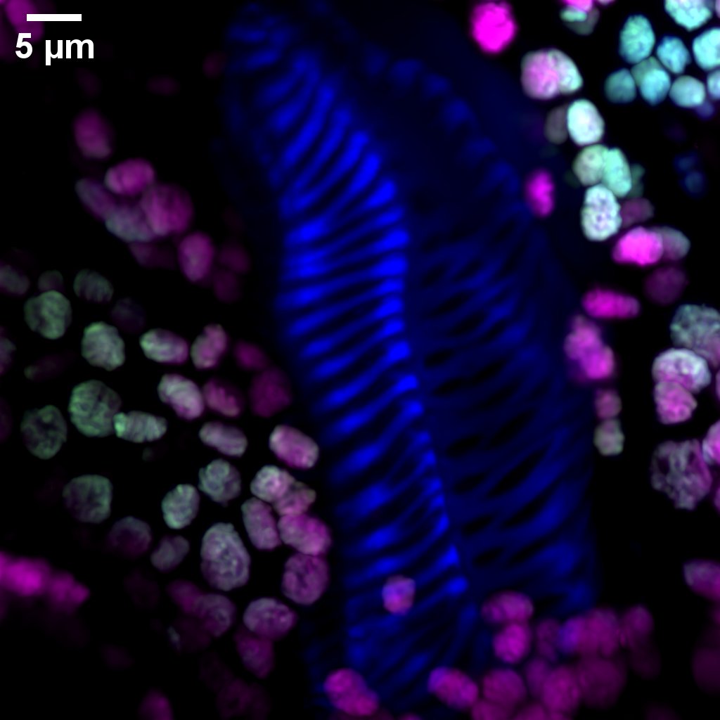 UConn Advanced Light Microscopy Facility tweet media