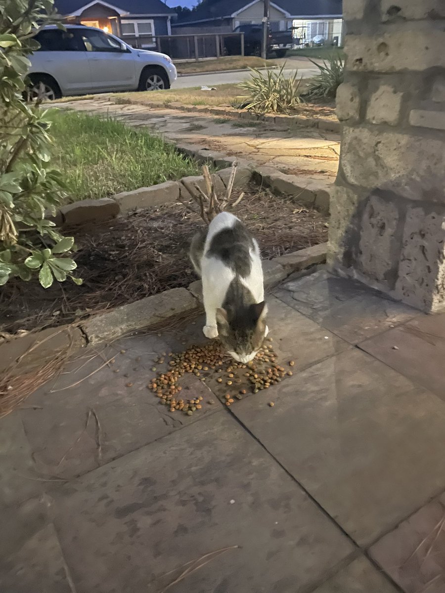 HQSCENE's tweet photo. meet beef stroganoff (noffie)! he’s a stray cat and his tail is injured. i want to adopt him, and have all the items to do so but i don’t have the money to take him to a vet! if anyone would like to donate my #venmo is jennyvvvv
if we just had a little money me and my roommates https://t.co/w6dTjZEJ6k
