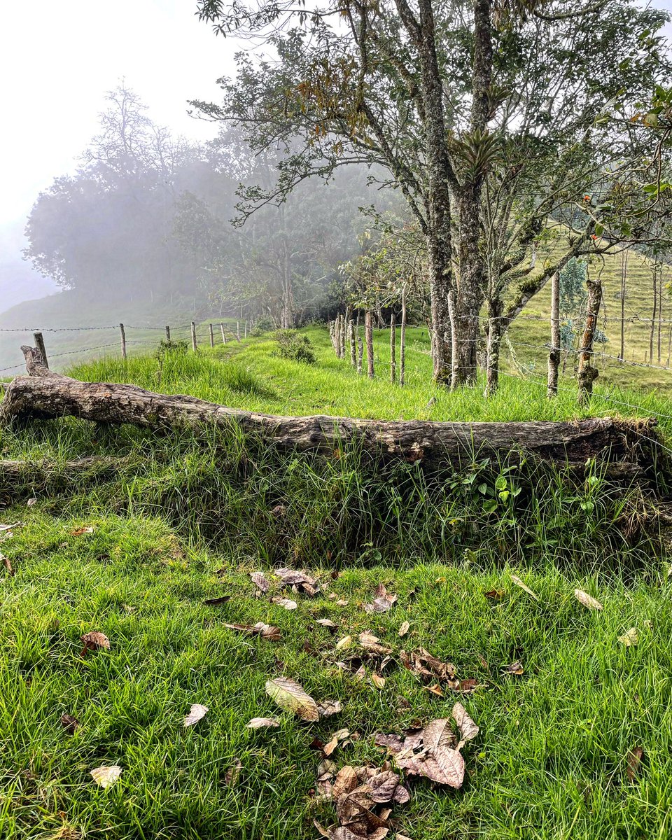 Por aquí pasó Simón Bolívar. Iba de regreso a casa en su caballo blanco, había dejado su móvil desbloqueado. Se le puede ver aún preocupado, urgente y descompuesto por el paso del tiempo y por lo que encontraría Manuela en cuanto accediera a su messenger #salento #caminonacional