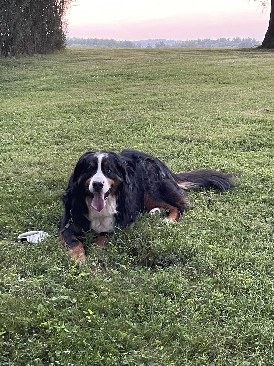 g_ashcan's tweet photo. My man is pushing 9 years old. It was cooler tonight in Ohio. Ole Reg was super excited to go on a walk tonight that we used to do all the time when he was much younger. He remembered every step, we just took a ton of breaks! #bernesemountaindog https://t.co/A2pSI9cez4