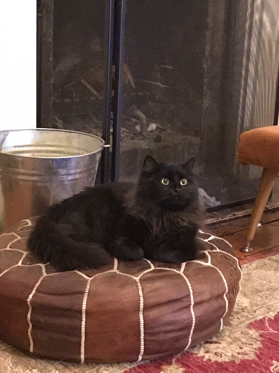 leafy_wild's tweet photo. Shocked about a new comfortable seat. #cat #BlackCat #catsandsoup
#Caturday #cutecats https://t.co/QMnlVMrycJ