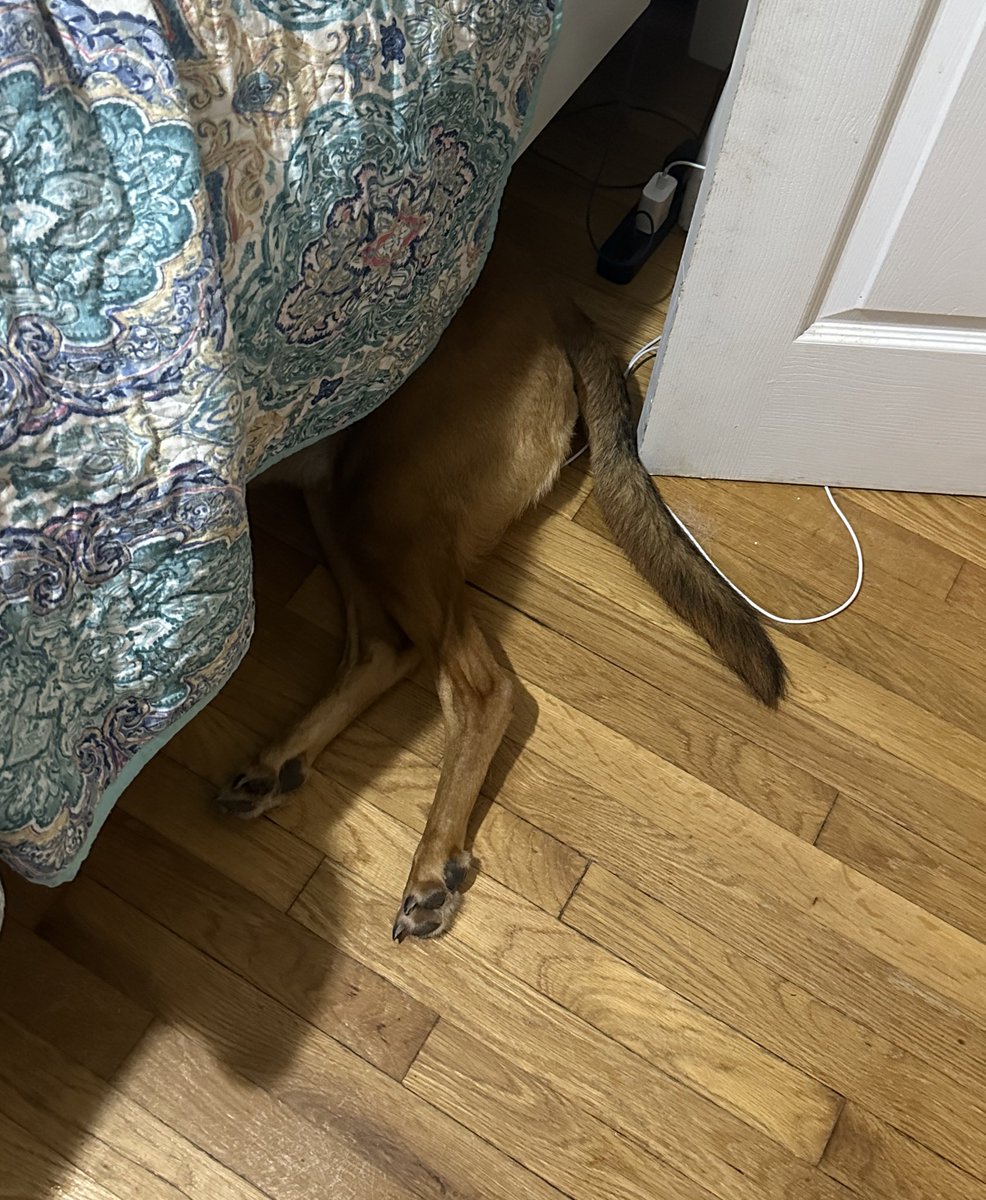 HoundDogHudson's tweet image. 5 and a half years of living with my family and my first time chilling halfway under the bed🤪

#FirstTimeForEverything #tgif