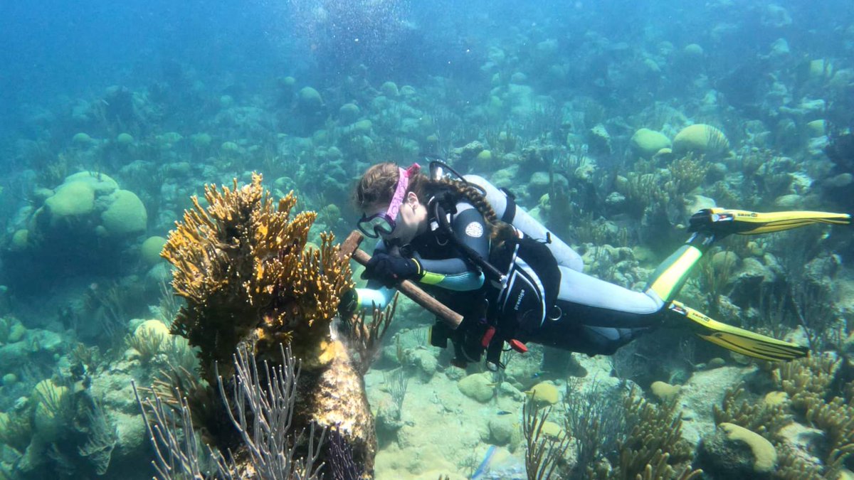 Carbonne Chloé tweet media