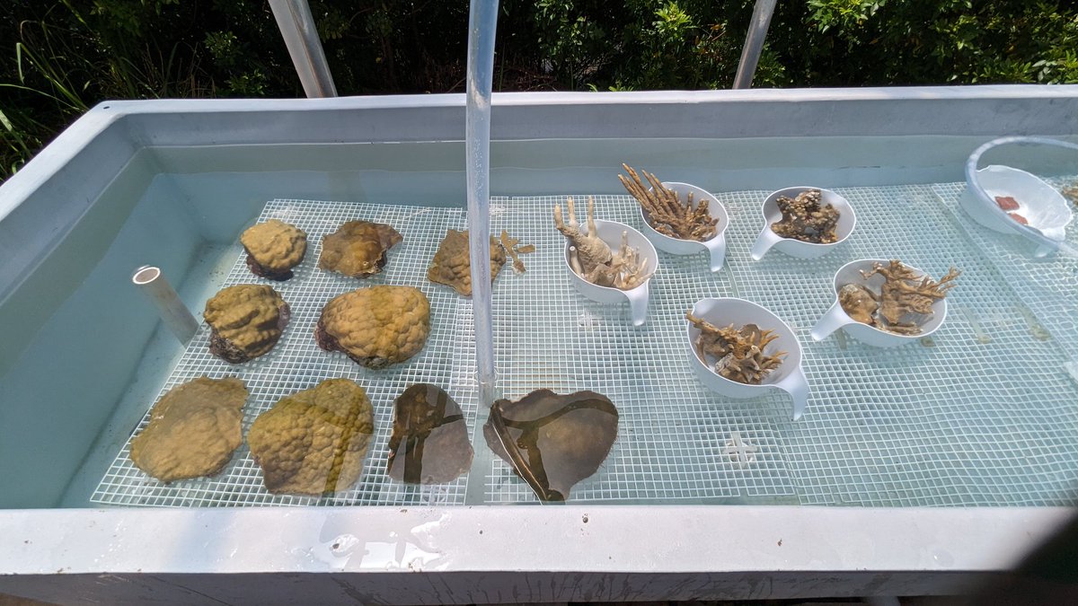 Carbonne Chloé tweet media