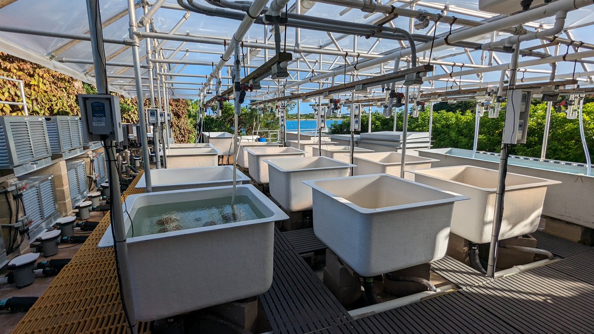 Carbonne Chloé tweet media