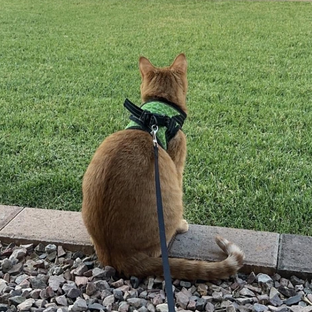 pucvm's tweet photo. Have you ever wanted to take your cat for a walk? Harness training for cats isnβt always easy! Here are some tips from @PreventiveVet on how to help your feline friends have an outdoor adventure https://t.co/H8nXnwtHz8
#catsofpurdue https://t.co/Za9wpqVZCH