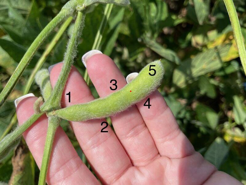 First ever 5 bean pod I’ve seen. These  <a href="/Asgrow_DEKALB/">DEKALB Asgrow Seed</a> Xtendflex AG42XF1’s are absolutely getting it done even in a year and area that have had far below average precip totals. Excited to see these go to yield!