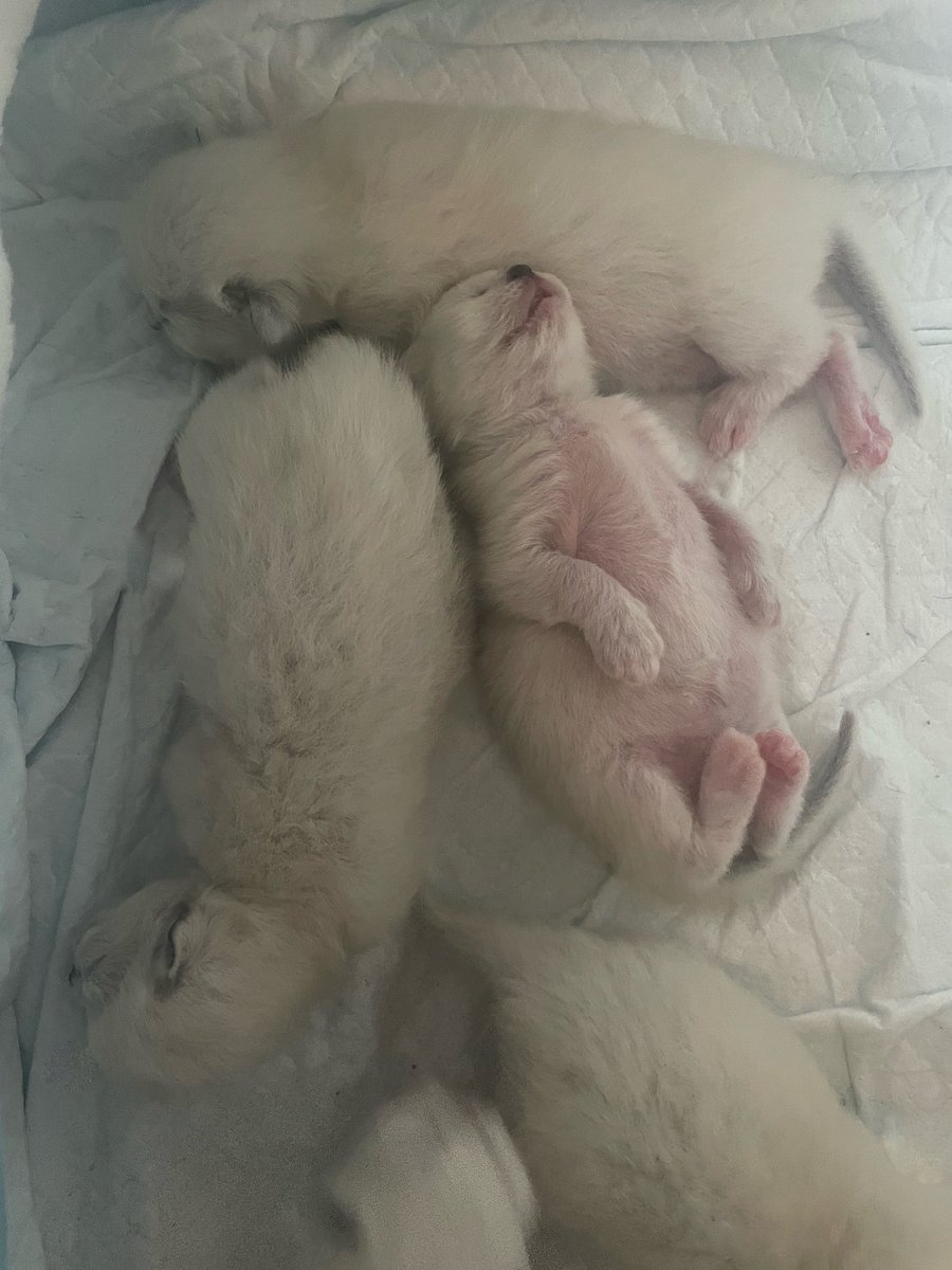 SoniaPe10's tweet photo. Current mood #milkwasted #ragdoll #kittens #crazycatlady 😻 https://t.co/ScIWbQB6AP