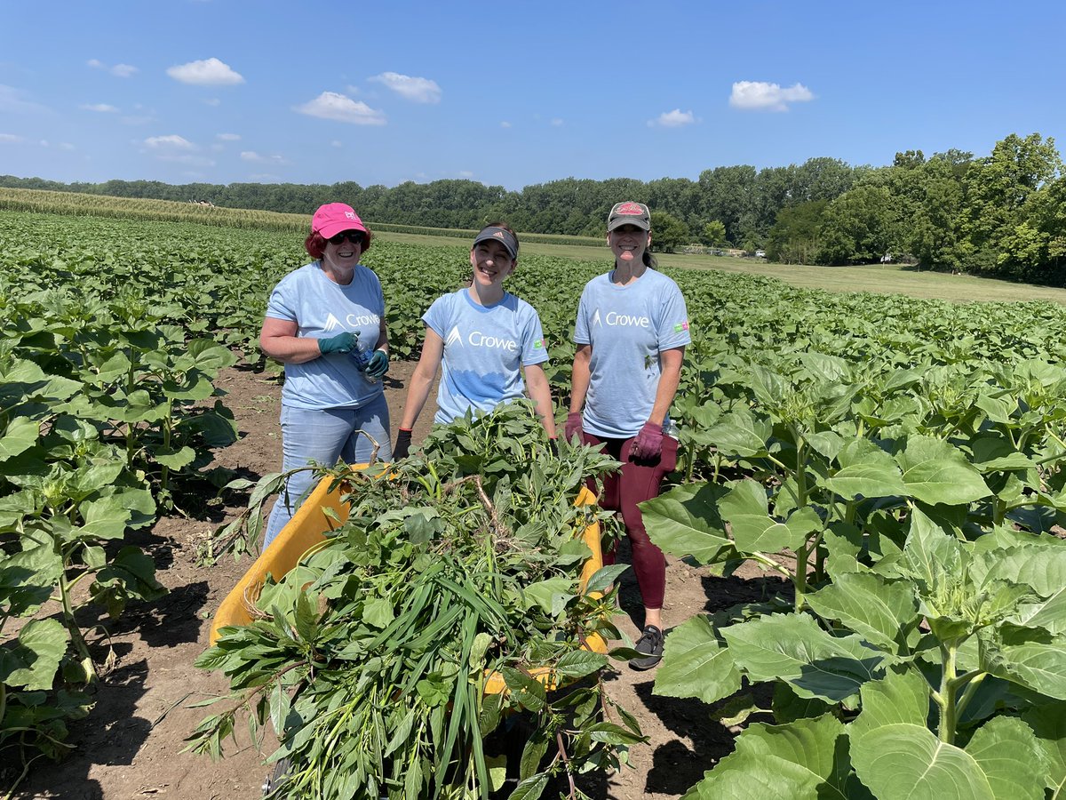 themontgomery4's tweet image. Today, Crowe closed it’s offices so my colleagues and I could focus on volunteering in our first ever #CroweCares Day. I spent the morning helping #ConnerPrairie weed its sunflower fields and making a positive impact in my community. #GoCrowe