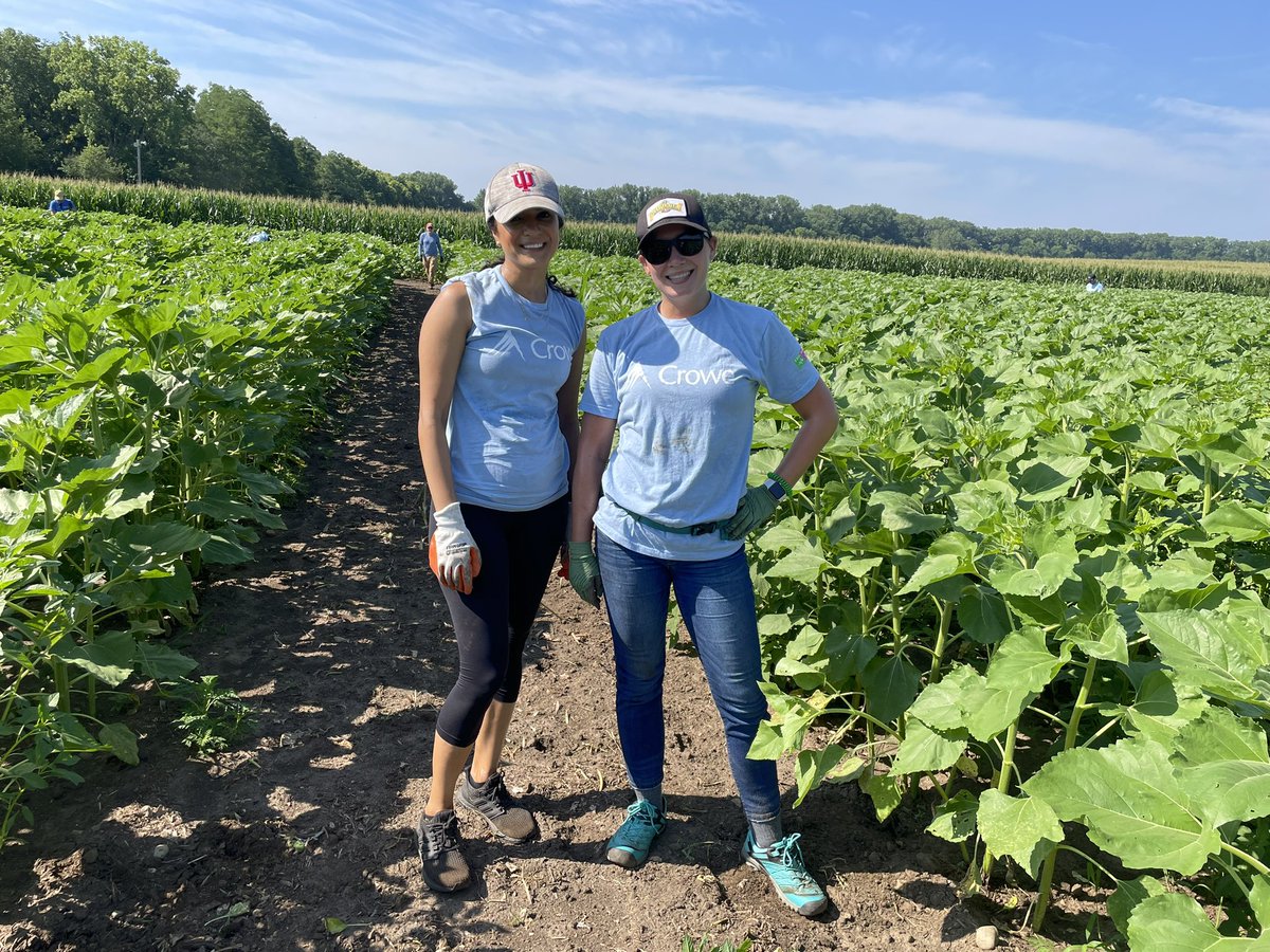 themontgomery4's tweet image. Today, Crowe closed it’s offices so my colleagues and I could focus on volunteering in our first ever #CroweCares Day. I spent the morning helping #ConnerPrairie weed its sunflower fields and making a positive impact in my community. #GoCrowe