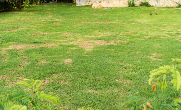 Are you tired of dealing with a patchy and unhealthy lawn? Let Parker Lawn Care help you with our lawn renovation services. We'll use techniques like overseeding and topdressing to give your lawn the boost it needs to thrive. Contact us today to schedule your service.
