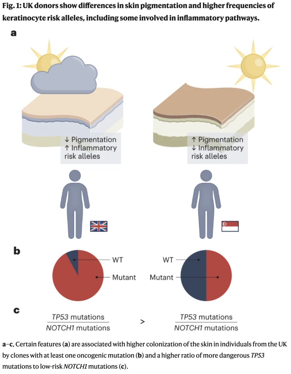 Veera Rajagopal  (@doctorveera) on Twitter photo Skin cancer rates are ~17-fold higher in the UK compared to Singapore despite that Singaporeans bathe in 2-3 fold more UV radiation than the British. A new study gets under the skin of the two ancestries to cast more light on this difference.
In a new article in <a href="/NatureGenet/">Nature Genetics</a>, Skin cancer rates are ~17-fold higher in the UK compared to Singapore despite that Singaporeans bathe in 2-3 fold more UV radiation than the British. A new study gets under the skin of the two ancestries to cast more light on this difference.
In a new article in <a href="/NatureGenet/">Nature Genetics</a>,