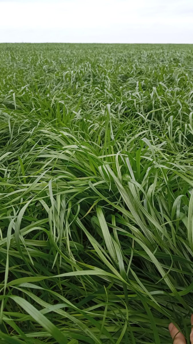 ¿Querés conocer una estrella?

No dejes de sembrar el raigrás Winter Star 3, y estarás impresionado de abril a octubre por su capacidad de producir carne

📍Varela, Lavalleja

✅FS: 31/5
✅Dosis: 18 kg/ha
✅7-40 a la siembra 120 kg/ha
✅Urea 70 kg/ha el 17/7

Fotos Emiliana Long