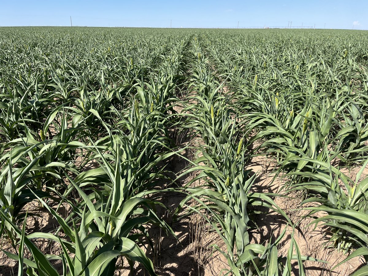 Mitch Meyer tweet media