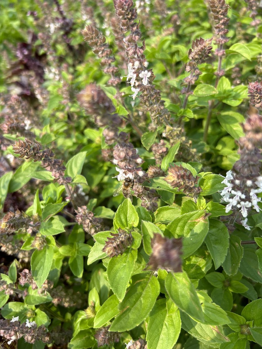 The vegetables that the students planted in the spring are ready for harvest!