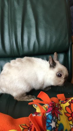 windixen's tweet image. want a bunny again so bad :( i miss them 🤍