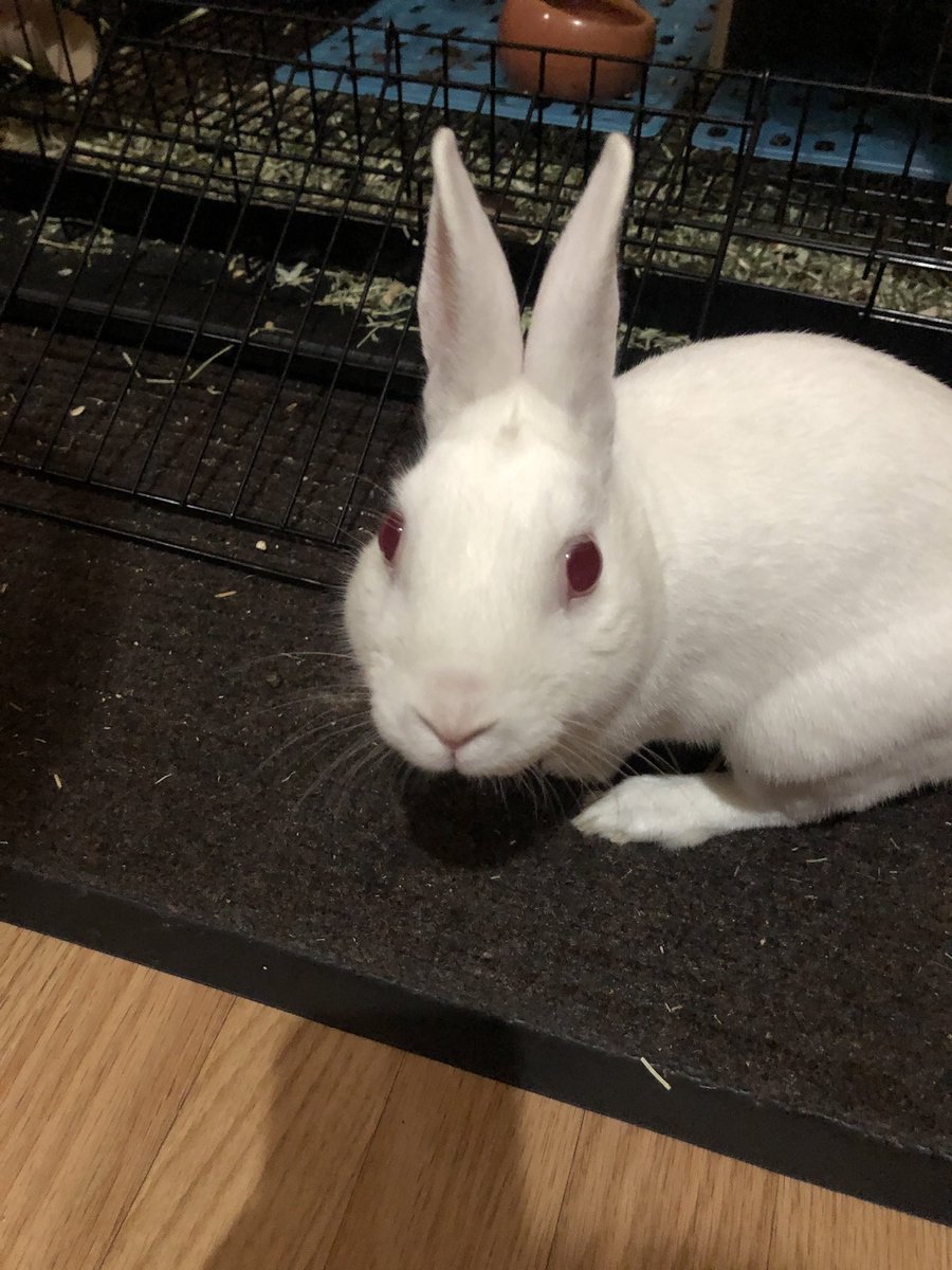 windixen's tweet image. want a bunny again so bad :( i miss them 🤍