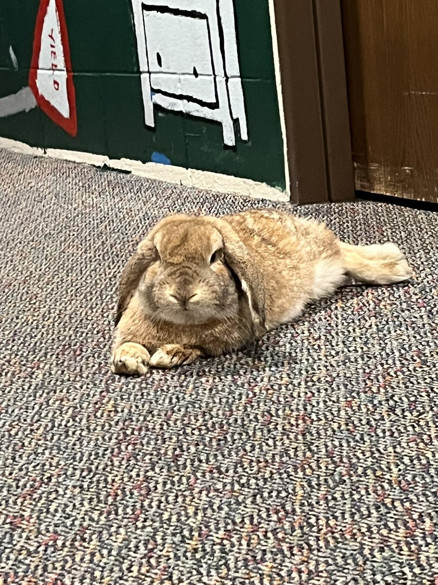 windixen's tweet image. want a bunny again so bad :( i miss them 🤍