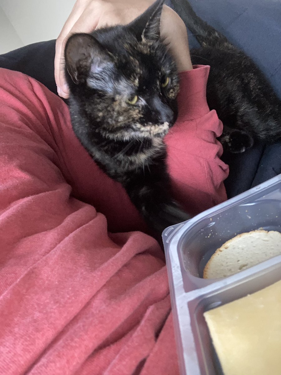 Mayathetripod's tweet photo. “Fäther why do you restrain me from the cheese” https://t.co/UOaNiz9Wd0
