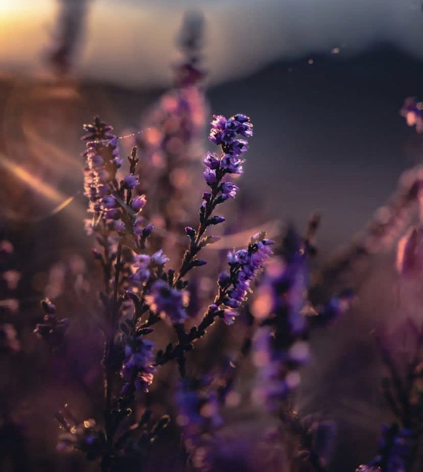 ‏❥|❁ سعاد .. tweet media