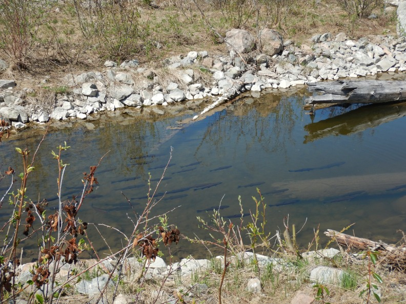 lyn_anglin's tweet photo. More good news from Mount Polley Remediation re. Rainbow Trout in Hazeltine Creek:
"Recent observations reveal an increase in adult trout sightings and the presence of young fry, suggesting successful reproduction."
#mountpolley #mtpolley #rainbowtrout
https://t.co/VxuDMjqG52 https://t.co/Zvk1DySRIP
