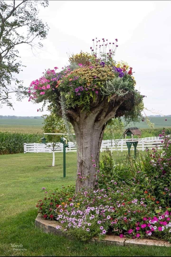 Here is what to do with a dead tree