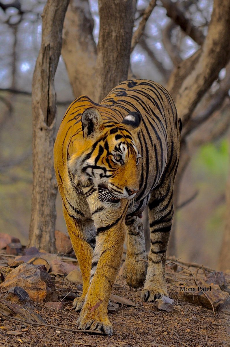 The tiger will see you many times before you see him once. 🐅🥰 

#Ranthambor 🐅🌳#BBCWildlifePOTD #ThePhotoHour #natgeoindia #DekhoApnaDesh