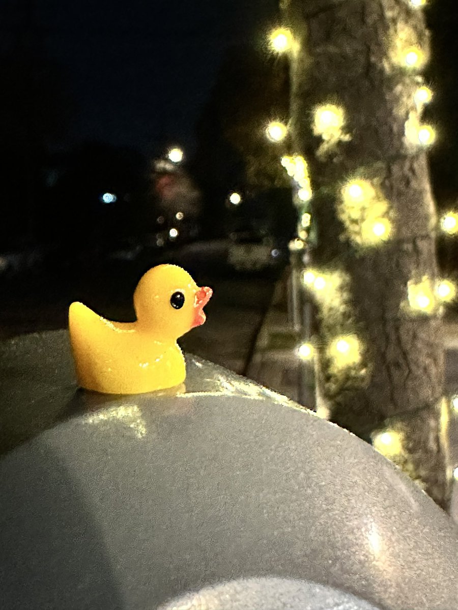 benvoluto's tweet photo. @k8_lister My sister planted a bunch of the very same ducks in my room to annoy me, I took them with me to California, sent her many pictures :) https://t.co/UaWvwPABVx