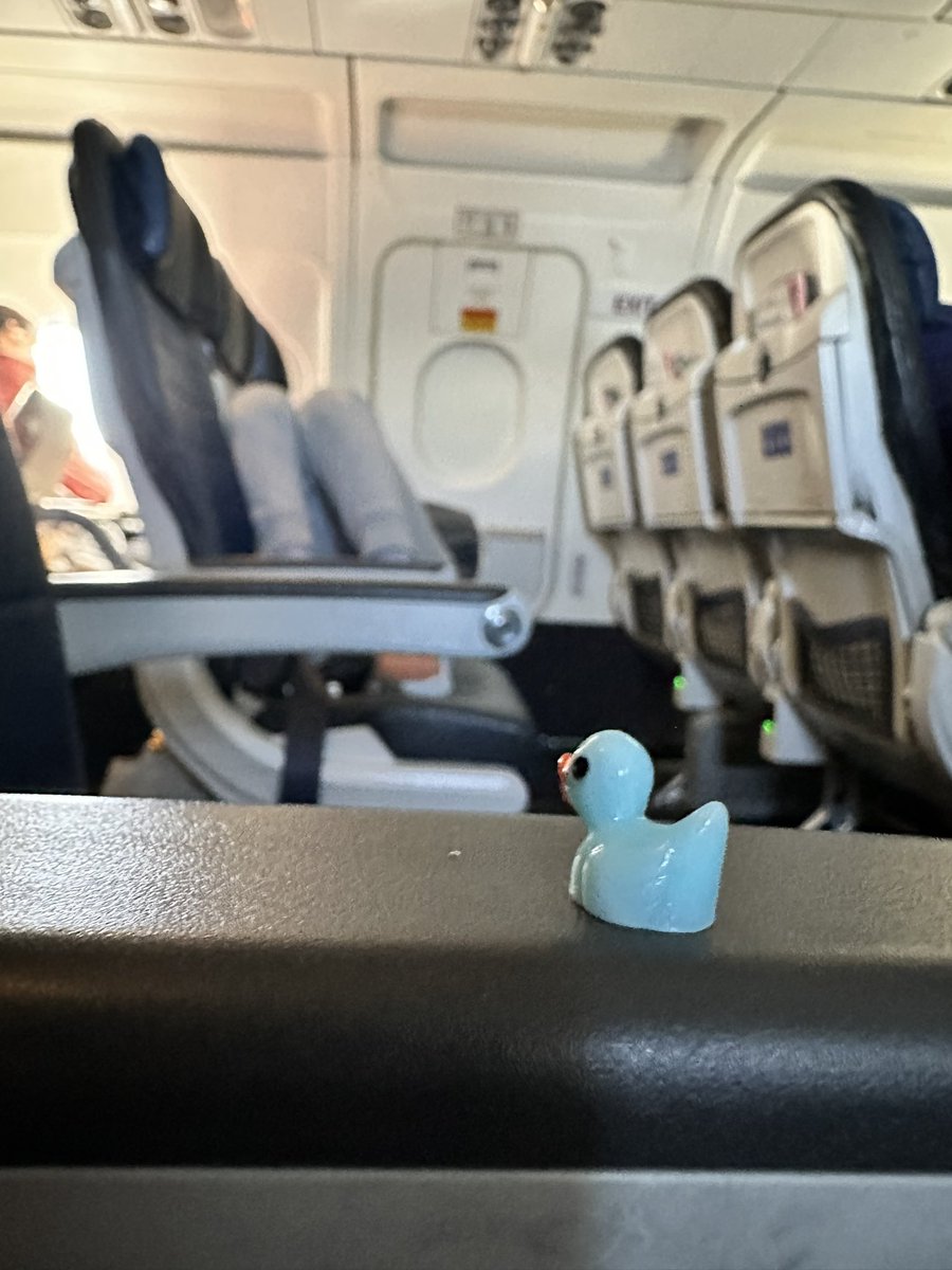 benvoluto's tweet photo. @k8_lister My sister planted a bunch of the very same ducks in my room to annoy me, I took them with me to California, sent her many pictures :) https://t.co/UaWvwPABVx