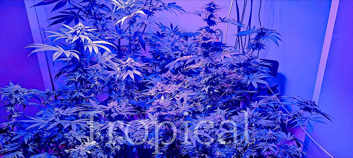 BentLightNews's tweet photo. @djfnklf @DonorDrive Why would you tell my girlfriend of 14 years that Marijuana makes me Delusional when I was prescribed by a Doctor Marijuana because it help me remain sober? You didn't just destroy my life you separated a good man from his family.  What day did you tell her that? July 4th. 2022 https://t.co/eKPTa4Nhyu
