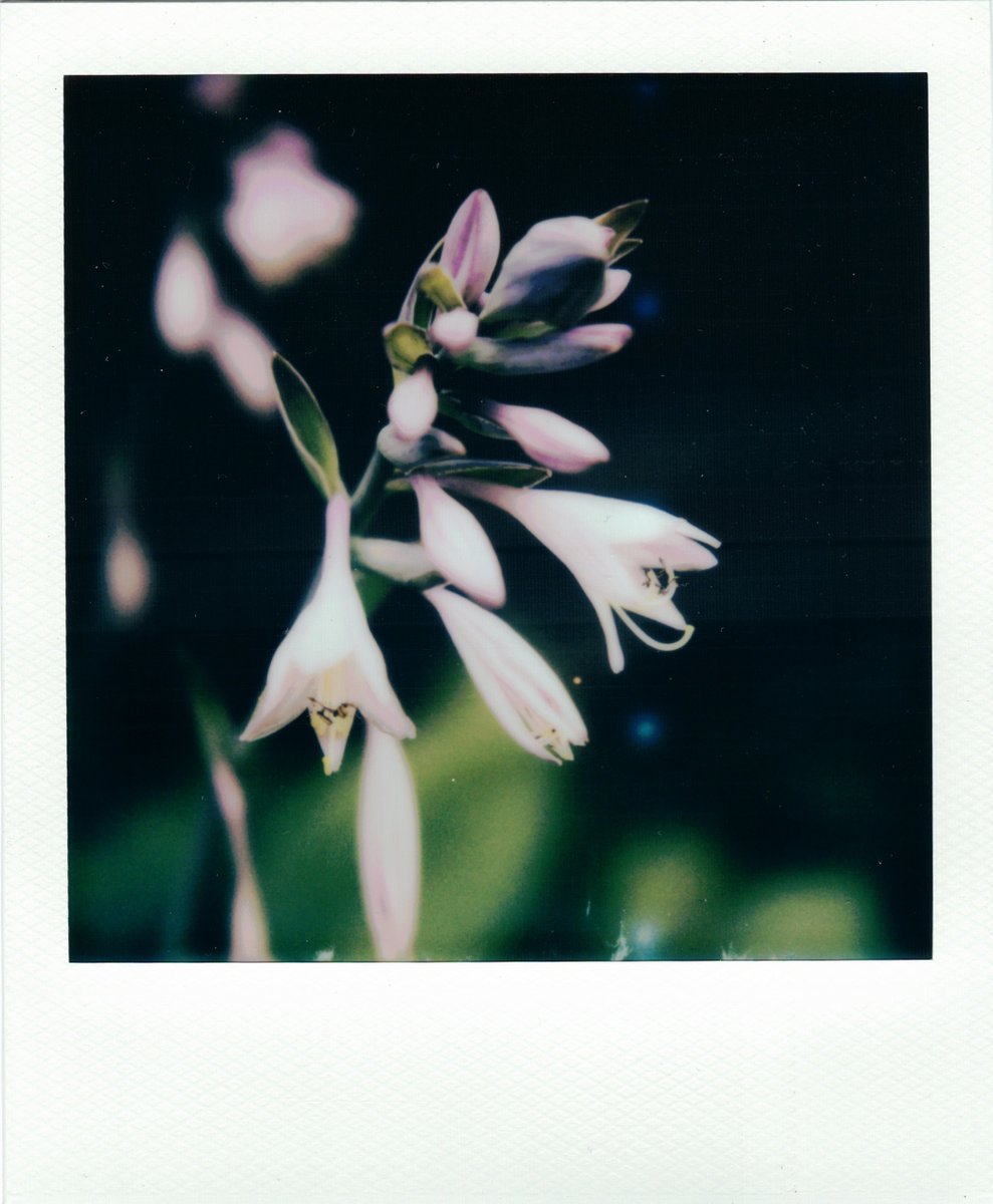 Percy_Technic's tweet photo. Took a few more pics on my SX-70. https://t.co/P4x2e4Zn8t
