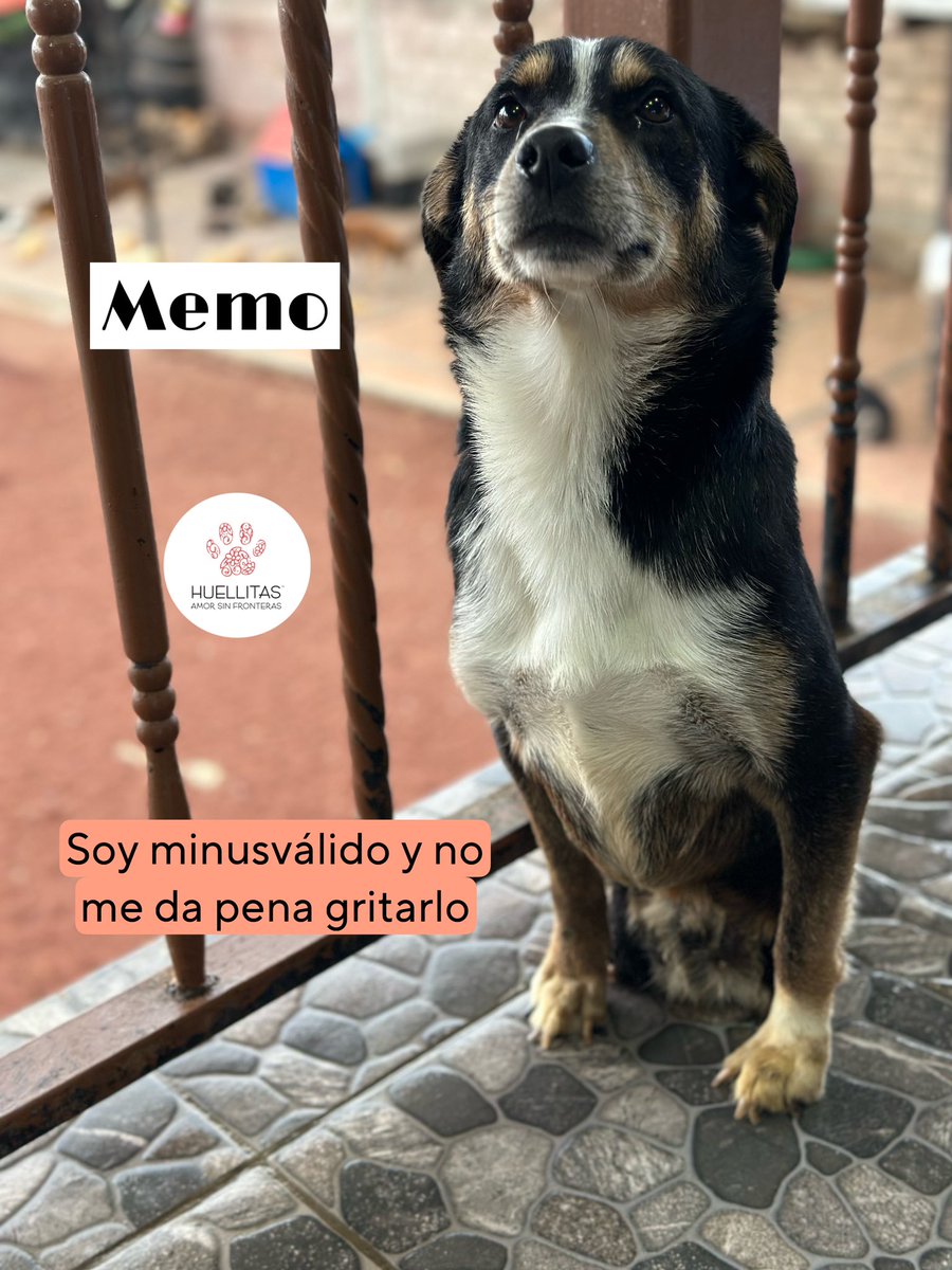 Se acuerdan de memo? Aquel perrito que rescatamos con las patitas y colita arrolladas y arrancadas…… 

Pssss aquí lo vemos como todo un guapetón posando en la cámara. 🥰

Es un honor para mi tenerlos a todos ellos, historias tan interesantes y con acción en cada parte…..
