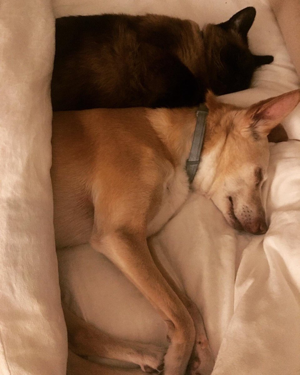 Ivan and Sophie. 

#caturday #number10cat