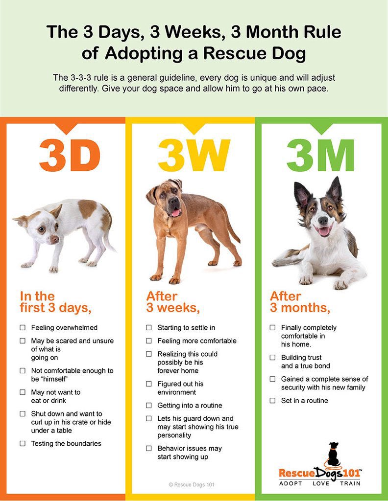 Dubs4Mutts's tweet photo. #AdoptDontShop 🥳
#SouthCarolina 🇺🇸
✨Visit #ACAS_PAWS tomorrow Saturday 8/5 from 1-3pm. Pet all the 🐕! Play, have fun, find your new 🐶 BFF & give them a 4-ever 🐾🏡♥️✨
#rehomehour #k9hour #dogsarefamily https://t.co/vnaEZC71rq