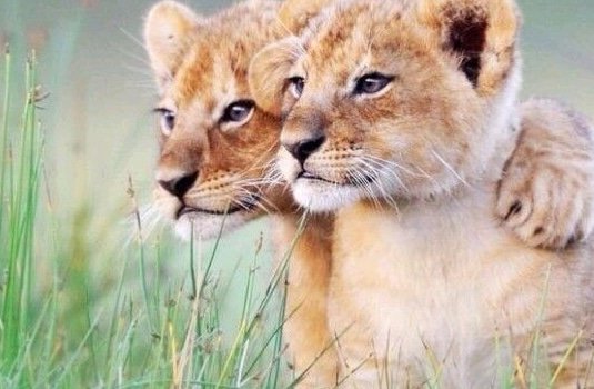mystead's tweet photo. Wanna see these two buddies? #travel #traveler #traveltheworld #traveltips #travellife #traveldeals #safariholiday https://t.co/8LFONtHhbl https://t.co/ecJspoeWZK