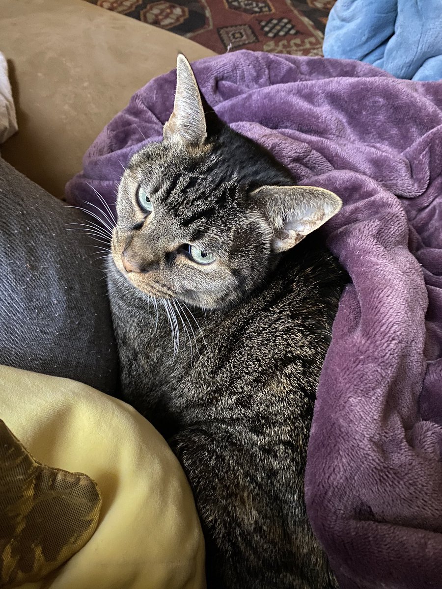 My sweet baby girl is looking down on us all tonight. My bed will be colder as my heart breaks. She went to the vet for a pillow paw &amp; weight loss this morning. While at the vet under sedation she had a heart attack. She knew I loved her, I just worry she didn’t know much.