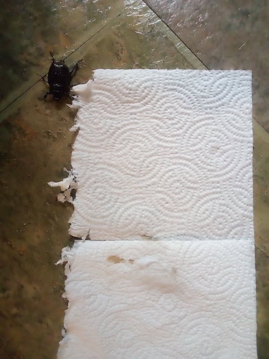 MonlyhumanI's tweet image. #sprayed and stepped on this beast. I had to put him out of mercy. Somehow I feel like I should of taken outside. Like it has some meaning?  Yikes