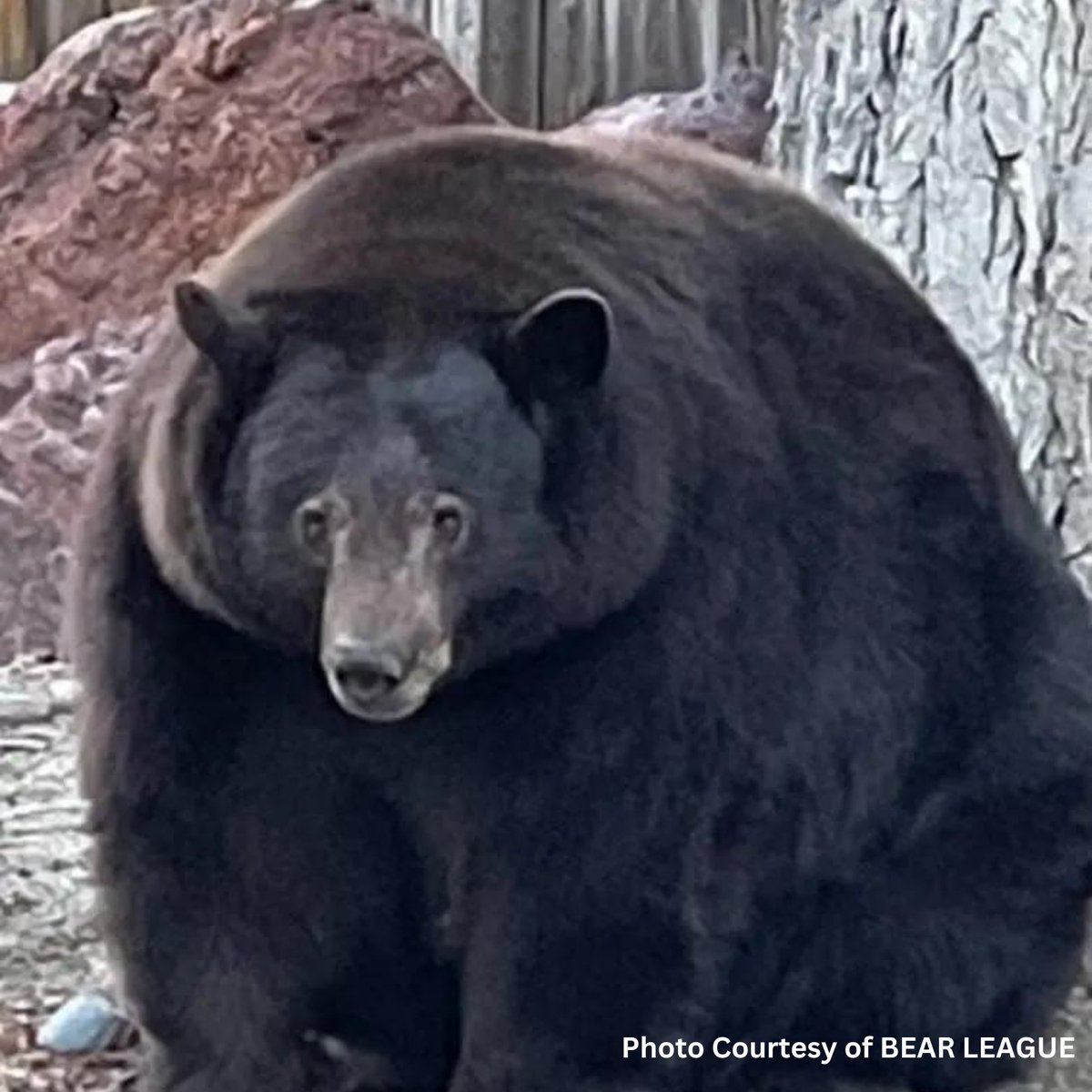 GovofCO's tweet photo. Today, wildlife biologists for the @CaliforniaDFW captured a large female black bear, who will be transferred to @animalsanctuary upon a one-time permission from @COParksWildlife and @coagriculture1. 

We welcome “Hank the Tank” (turned out to be Henrietta the Tank) to Colorado! https://t.co/KdI0l2NtoW
