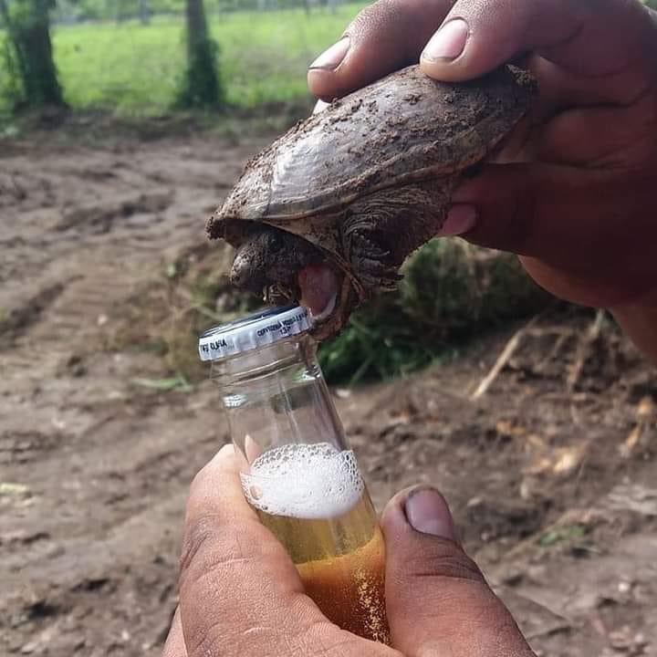 Destapadores en Galápagos.