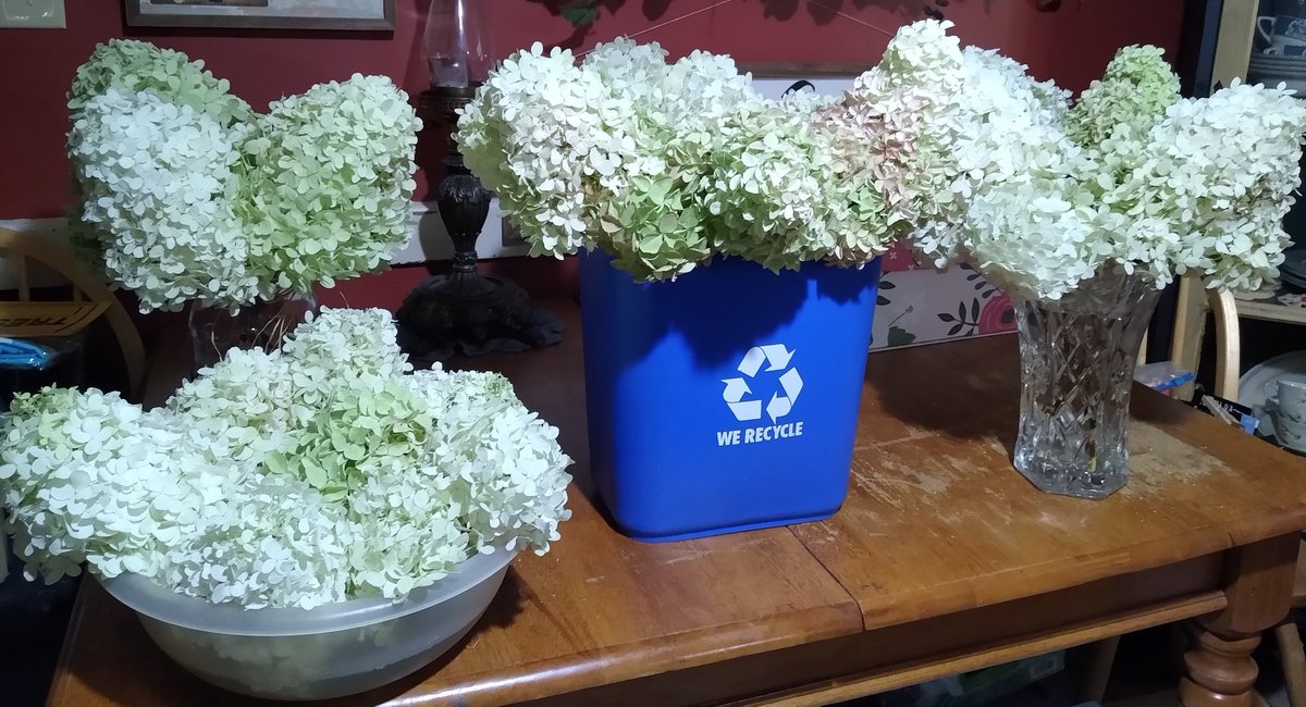 The house looks like I'm preparing for a wedding 😆 I'm not, but I am drying these massive beauties. #hydrangeas #Flowers #gardening #flowercrafts