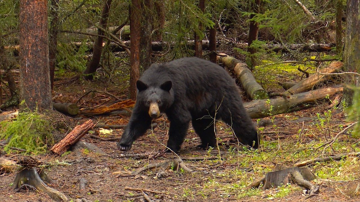 Manitoba hosts some of the best Black Bear hunting opportunities in the country, and our members are the best outfitters in the business to help you harvest a record book bear. One of many examples of this  is member All Terrain Bear Hunts. Learn more : atbh.ca