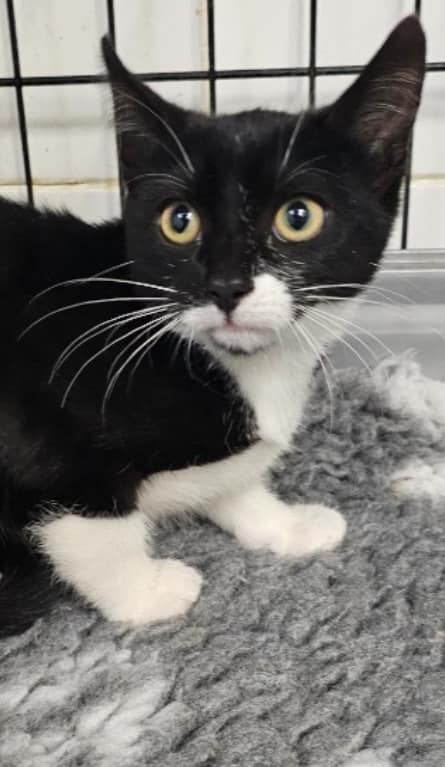 BCWRkittens's tweet image. Noah has been at Bradford Cat Watch Rescue &amp;amp; Sanctuary some time now.
He is around 15 weeks old and is such a sweet boy.

Over the last couple of weeks we have been looking for a home for Noah however he has been overlooked by everyone .

• Too old

• Wrong colour

• Ugly
