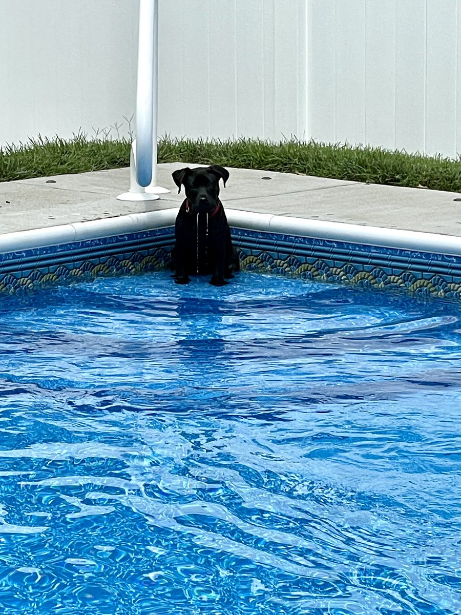 read2kidz1's tweet photo. No Goose! We are not getting in the pool right now. Needless to say, we took a swim. #AdoptDontShop #gooseontheloose #14weeksold https://t.co/Xdav4DkWwr