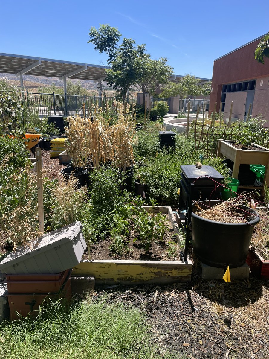 ToddSLearning's tweet photo. Look at just a small portion of the amazing gardens here at @LearningPlaz @PalmdaleSchools looks like we are going to have some 🌽 this year. #Palmdaleleads https://t.co/WQWZCzHD5n
