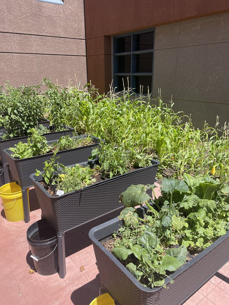 Look at just a small portion of the amazing gardens here at @LearningPlaz @PalmdaleSchools looks like we are going to have some 🌽 this year. #Palmdaleleads