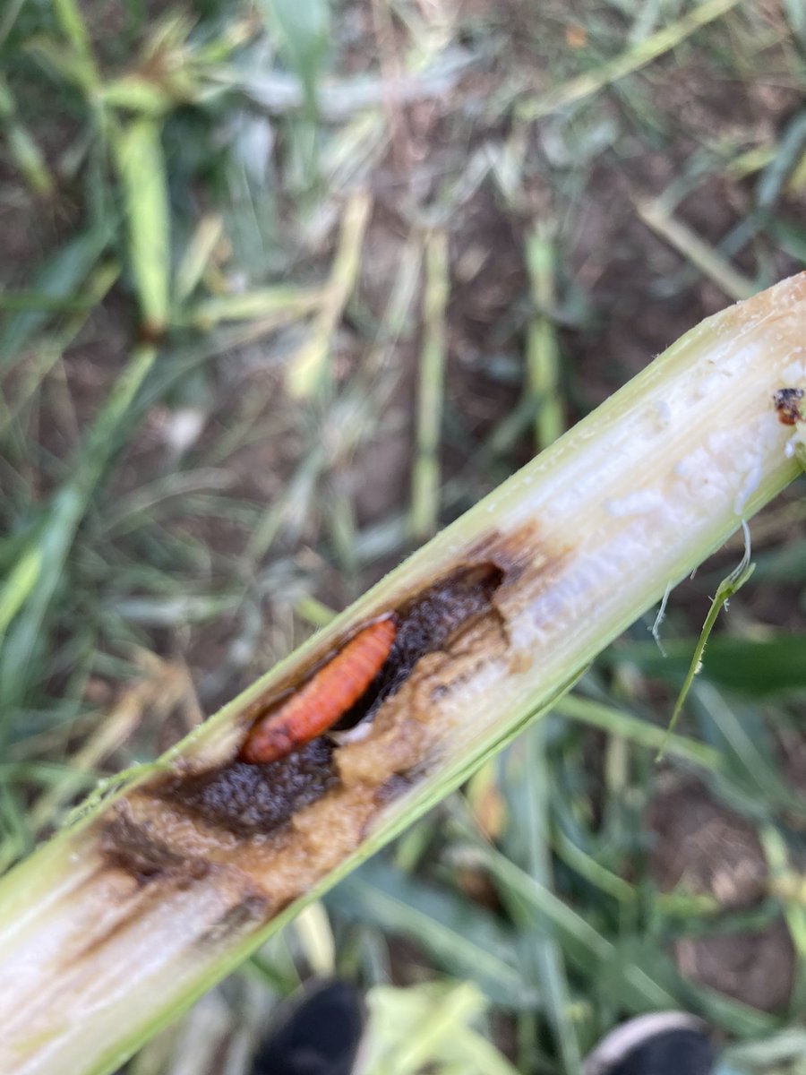 @TraceyBaute How long is the pupae stage for ECB and can they be controlled with insecticide at this stage?  If finding empty cavities in the stalk are the moths out laying eggs again?